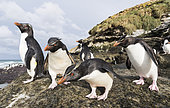 Rockhopper penguin (Eudyptes chrysocome), subspecies southern rockhopper penguin (Eudyptes chrysocome chrysocome). Penguins on beach relaxing before climbing up a steep cliff to their rookery. South America, Falkland Islands, January