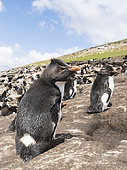 Rockhopper penguin (Eudyptes chrysocome), subspecies southern rockhopper penguin (Eudyptes chrysocome chrysocome). adult close to a rookery. South America, Falkland Islands, January