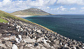 Rockhopper penguin (Eudyptes chrysocome), subspecies southern rockhopper penguin (Eudyptes chrysocome chrysocome).Rookery. South America, Falkland Islands, January