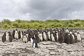Rockhopper Penguin (Eudyptes chrysocome), subspecies western rockhopper penguin (Eudyptes chrysocome chrysocome). Colony on cliff with creche guarded by adults. South America, Falkland Islands, January