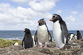 Rockhopper Penguin (Eudyptes chrysocome), subspecies western rockhopper penguin (Eudyptes chrysocome chrysocome). South America, Falkland Islands, January