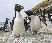 Rockhopper Penguin (Eudyptes chrysocome), subspecies western rockhopper penguin (Eudyptes chrysocome chrysocome). South America, Falkland Islands, January
