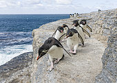 Rockhopper Penguin (Eudyptes chrysocome), subspecies western rockhopper penguin (Eudyptes chrysocome chrysocome). Hopping up and down the cliffs. South America, Falkland Islands, January