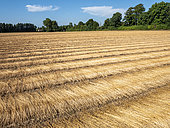 Flax field drying in the sun in summer, France