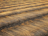 Flax field drying in the sun in summer, France