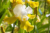 Tall Bearded Iris, Iris Germanica 'Alpine Journey', Breeder : Blyth 1983, flower