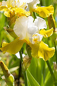 Tall Bearded Iris, Iris Germanica 'Alpine Journey', Breeder : Blyth 1983, flower