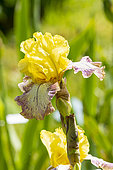 Tall Bearded Iris, Iris Germanica 'Asha Michelle', Breeder : Blyth 1981, flower