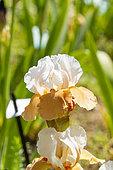 Tall Bearded Iris, Iris Germanica 'Beach girl', Breeder : Blyth 1983, flowers