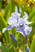 Tall Bearded Iris, Iris Germanica 'Touch Of Bronze', Breeder : Blyth 1983, flower
