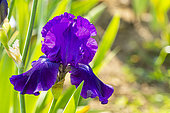 Tall Bearded Iris, Iris Germanica 'Violet Miracle', Breeder : Zurbrigg 1979, flower