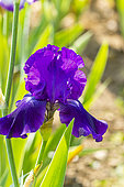 Tall Bearded Iris, Iris Germanica 'Violet Miracle', Breeder : Zurbrigg 1979, flower