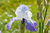 Tall Bearded Iris, Iris Germanica 'Clarence', Breeder : Zurbrigg 1991, flower