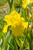 Tall Bearded Iris, Iris Germanica 'Spanish Sun', Breeder : Varner 1974, floawer