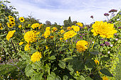 Ten-Petaled Sunflower, Helianthus decapetalus 'Plenus', flowers