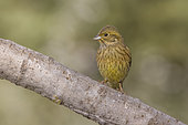 Cirl Bunting (Emberiza cirlus) immature on a branch, Vaucluse, France