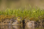 Cirl Bunting (Emberiza cirlus) male bathing in a pond, Vaucluse, France