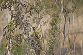 European Goldfinch (Carduelis carduelis) perched in dry thistles, Vaucluse, France