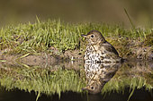Song Thrush (Turdus philomelos) bathing in a pond, Vaucluse, France