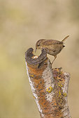 Winter Wren (Troglodytes troglodytes) eating seeds left on a dead branch, Vaucluse, France