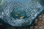 An unbelievable large school of sardines, moving as one unit, opens while each individual tries to escape at the maw of grouper and dentex. The tiny sardines found themselves in a situation which limited their chances of survival, since they were locked up between the surface and the shallow bottom, with very few possibilities to escape the predators’ mouths. The large school was so big to darken the natural light coming through the surface in the shallow water and frantically moved apart under the attacks of the groupers and dentex, to reassemble shortly after. The school of fishes continually changed shapes, similarly to the flocks of starlings in the sky. I remained hours in the shallow water, doing my best to take a representative picture, while avoiding to be part of the feast. Species : Sardines, Leopard grouper (Mycteroperca rosacea), Dentex Conservation status : Least concerned Location: Los Islotes rockeries, Espiritu Santo archipelago, Sea of Cortez, Mexico The area was declared part of a Biosphere Reserve by UNESCO in 1995