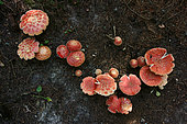 Fly agaric (Amanita muscaria) in autumn