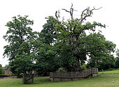 Guillotin oak or Rues-Eon oak (dated between 500 and 1000 years ago), Concoret, Morbihan, Brittany, France