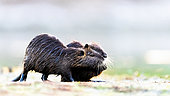 Nutria (Myocastor coypus) pair on the lake shore. Slovakia