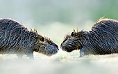 Nutria (Myocastor coypus) pair on the lake shore. Slovakia
