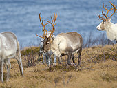 Semi-domesticated Reindeer (Rangifer tarandus) on the island Senja near Mefjordvaer during late winter. Europe, northern europe, Norway, Senja