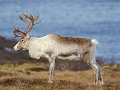 Semi-domesticated Reindeer (Rangifer tarandus), female, on the island Senja near Mefjordvaer during late winter. Europe, northern europe, Norway, Senja