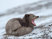 Arctic Fox (white fox, polar fox, snow fox, Vulpes lagopus), blue morph, in snow during winter close to Pyramiden in Dickson-Land. Arctic Region, Europe, Norway, Svalbard.