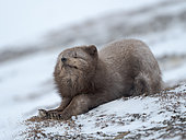 Arctic Fox (white fox, polar fox, snow fox, Vulpes lagopus), blue morph, in snow during winter close to Pyramiden in Dickson-Land. Arctic Region, Europe, Norway, Svalbard.