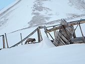 Arctic Fox (white fox, polar fox, snow fox, Vulpes lagopus), blue morph, in snow during winter in the ruins of Pyramiden in Dickson-Land. Arctic Region, Europe, Norway, Svalbard.