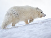 Renard polaire (Vulpes lagopus) marchant dans la neige en hiver à Groenfjorden dans le Nordenskjoeld Land, Svalbard, Norvège. Région arctique