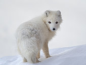 Arctic Fox (white fox, polar fox, snow fox, Vulpes lagopus), in snow during winter at Groenfjorden in Nordenskjoeld Land. Arctic Region, Europe, Norway, Svalbard.