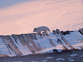 Renard polaire (Vulpes lagopus) marchant dans la neige en hiver à Barentsburg, Svalbard, Norvège, Région arctique.