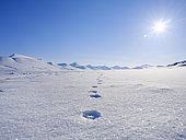 Traces de Renard polaire (Vulpes lagopus) dans la neige en hiver à Groenfjorden dans le Nordenskjoeld Land, Svalbard, Norvège. Région arctique
