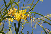 Wirilda (Acacia retinoides), flowers, Brittany, France