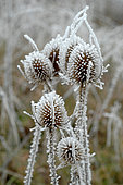 Frosted thistles in winter
