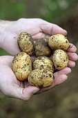 Harvesting Potatoes (Solanum tuberosum)
