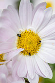 Common pollen beetles (Brassicogethes aeneus) on Chrysanthemum flower, Indre-et-Loire, France