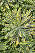 Spurge (Euphorbia x martinii) 'Ascot Rainbow'
