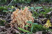 Golden Coral fungus (Ramaria aurea) in a lowland deciduous forest in autumn, Forêt de la Reine massif near Ansauville, Lorraine, France