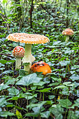 Fly agaric (Amanita muscaria) in a lowland deciduous forest in autumn, Forêt de la Reine massif near Ansauville, Lorraine, France
