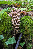 Bonnet mycena (Mycena galericulata) tuft in an old mossy stimp in the mixed forest around Le Tholy in the Vosges, France