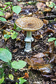 Panther mushroom (Amanita pantherina) in a lowland deciduous forest in autumn, Forêt de la Reine massif near Ansauville, Lorraine, France