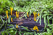 Yellow staghorn fungus (Calocera viscosa) on a dead conifer trunk in autumn, mixed forest near Le Tholy in the Vosges, France