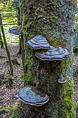 Polypores, à déterminer, sur un tronc de conifère mort en automne, Forêt mixte des environs du Tholy dans les Vosges, France