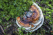 Bracket fungus to be determined, on an old stump in autumn, mixed forest near Le Tholy in the Vosges, France